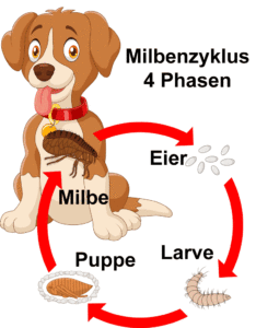 Krätzmilben-zyklus Bild Ei Larve Milbe